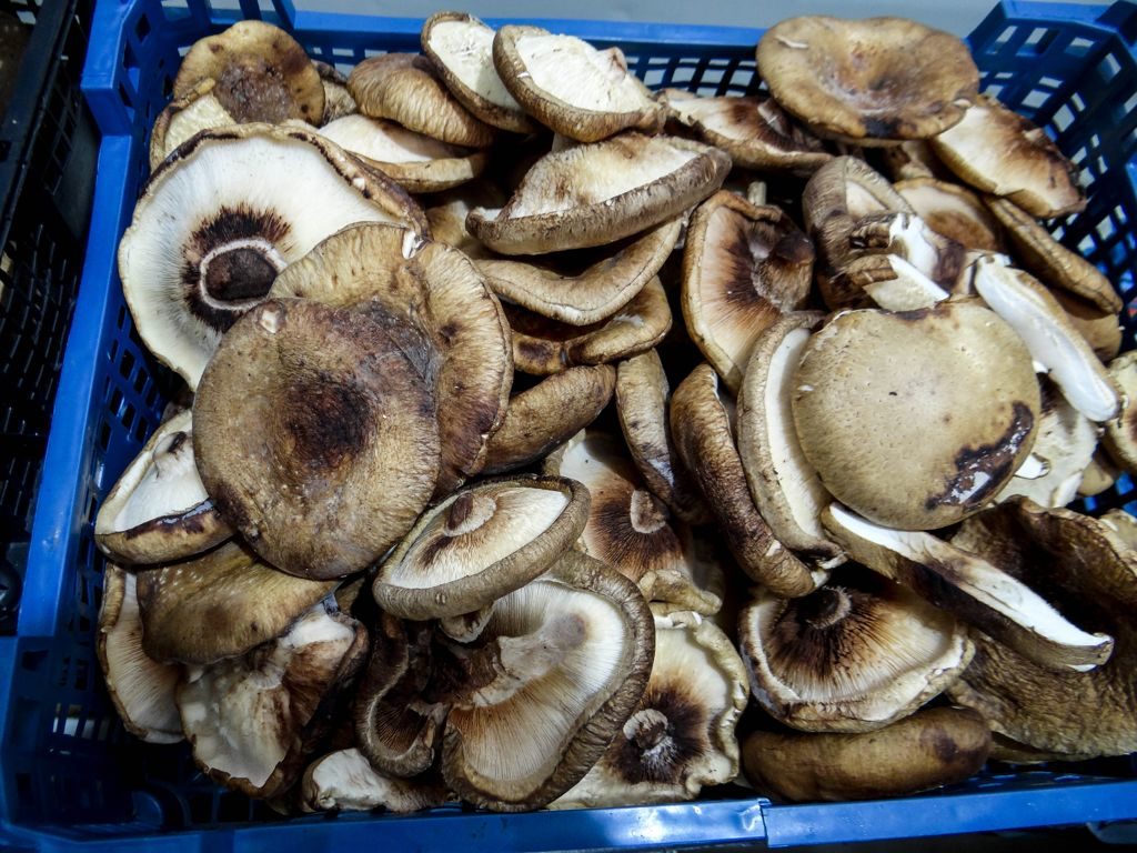Mushroom Production Unit of Pisonas in Evia